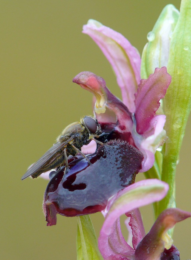 Cheilosia sp. (Syrphidae) impollinatrici di orchidee